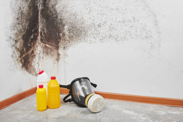 Best Residential Mold Removal  in Havana, IL