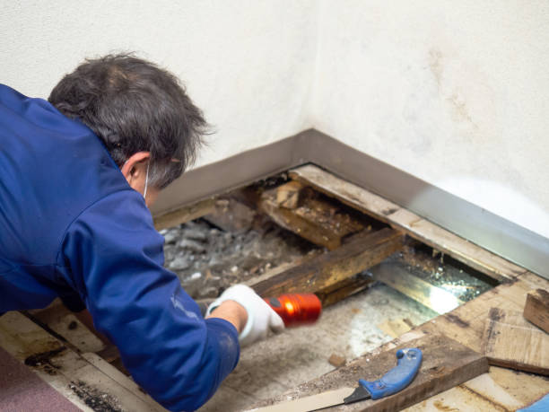 Crawl Space Mold Removal in Havana, IL