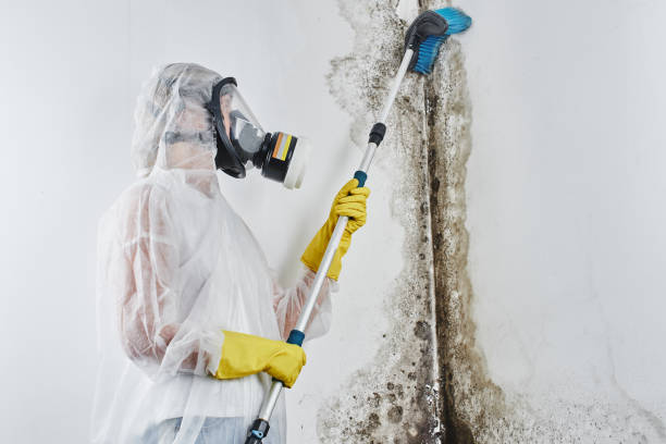 Best Certified Mold Removal  in Havana, IL
