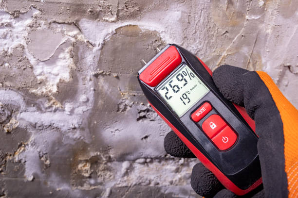 Best Mold Damage Repair  in Havana, IL
