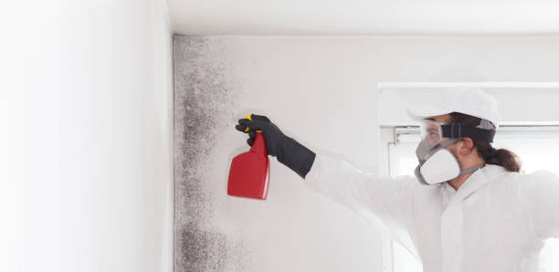 Best Commercial Mold Removal  in Havana, IL