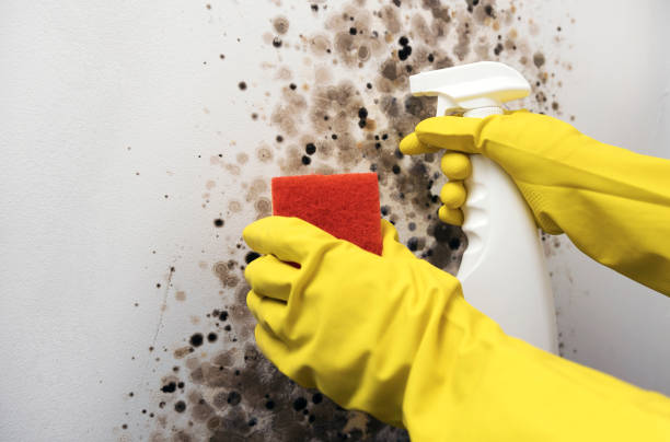Best Attic Mold Removal  in Havana, IL