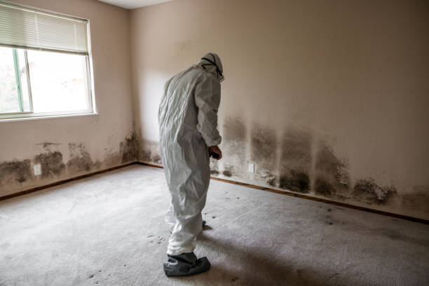Best Mold Testing  in Havana, IL