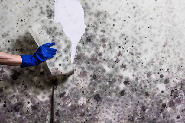 Best Crawl Space Mold Removal  in Havana, IL